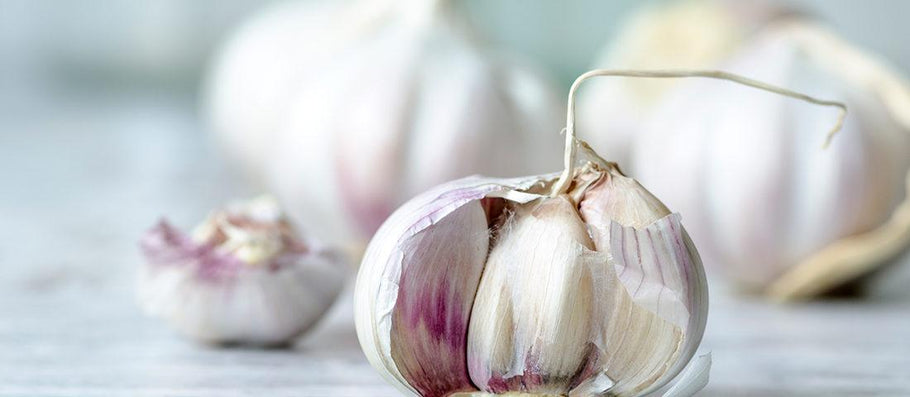 How Aged Garlic Extract can help your safe framework out this colder time of year